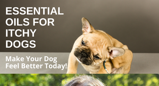 Essential Oils Recipes for Dog Itching