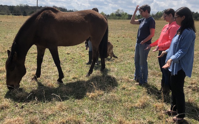 Private Outdoor Animal Reiki Class at JourneyPure By the