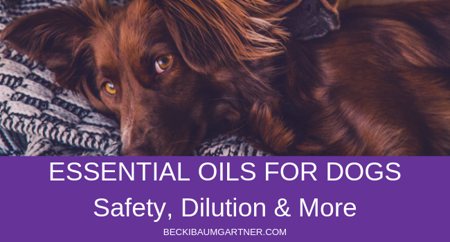 Image for Essential Oils Safety for Dogs Blog Post