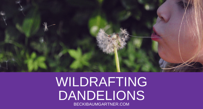 Wildcrafting Dandelions in Your Backyard Graphic