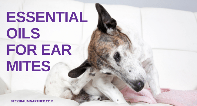 Essential Oils for Ear Mites