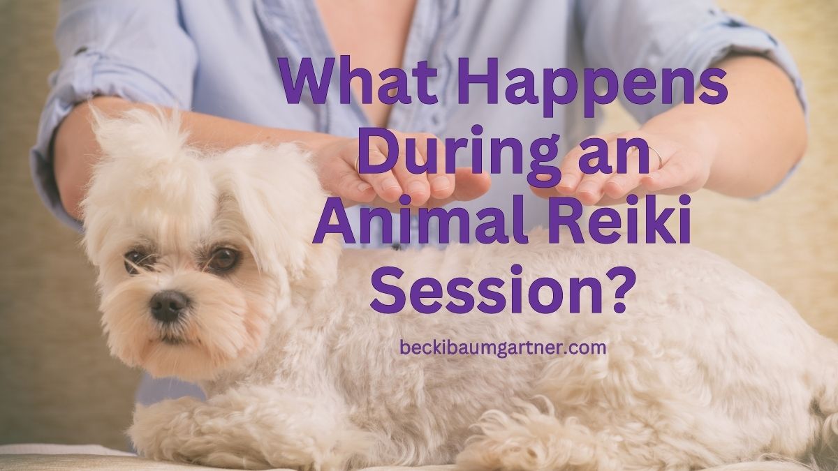 What Happens During an Animal Reiki Session